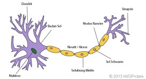gambar-sel-saraf-neuron-dan-bagian-b[1]
